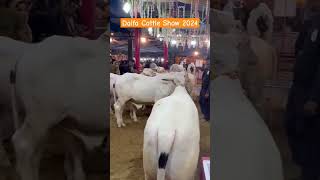 #dalfacattleshow #cattlefarm #karachi #expo2024 #karachiexpocenter #viral #ytshorts #video #shorts