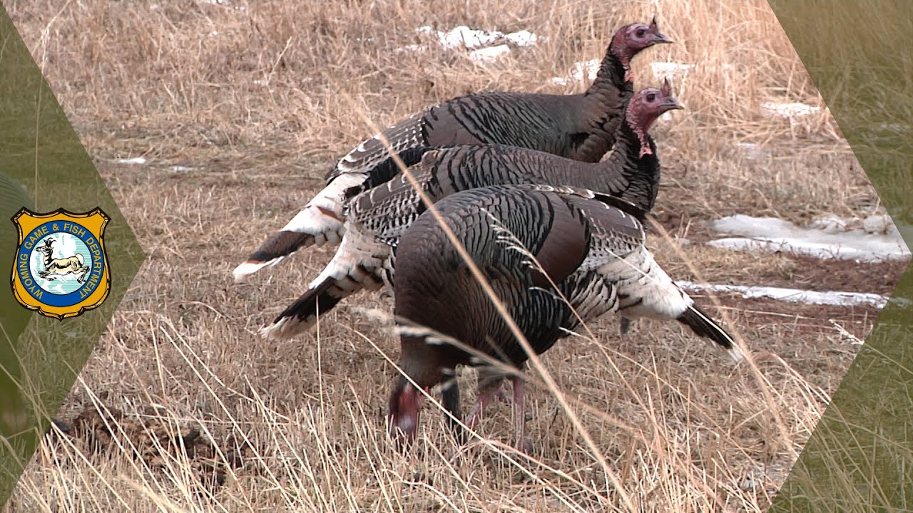 Wild Turkeys