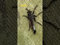 Long flying insect #nature #bug #flying #fly #insects #insect #odd #big #long #wingedinsect #shorts