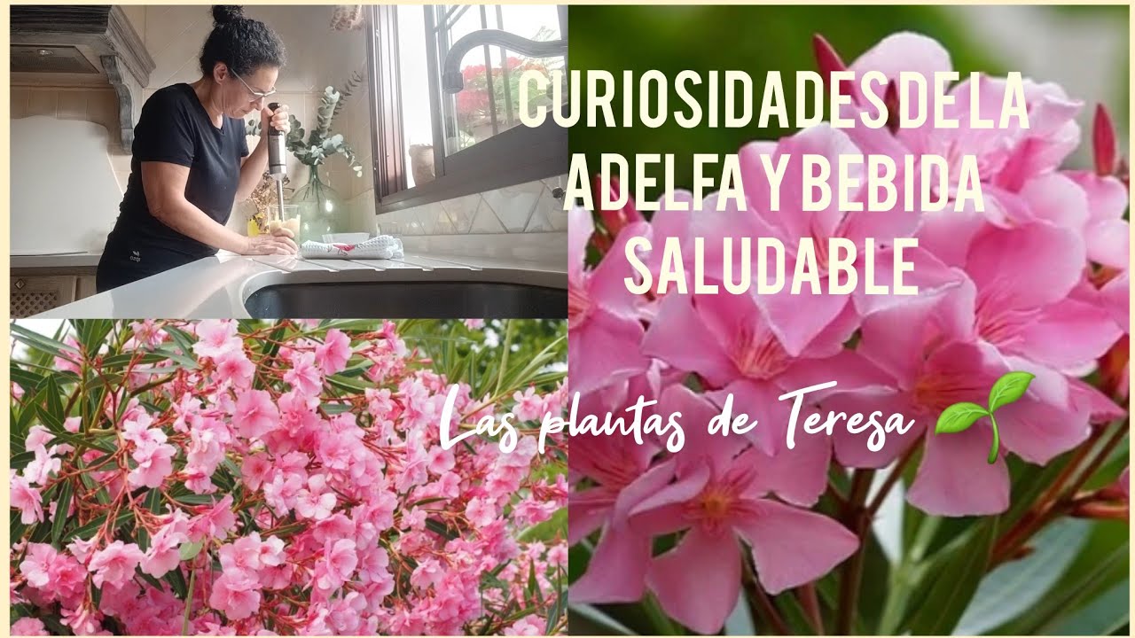 Adelfa: planta tóxica ⚠️ + bebida saludable con espinacas y más 🍹- Las plantas de Teresa