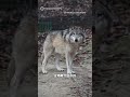 小狼挖洞鑽出動物園 國小緊急停課 5日後發現蹤跡#南韓#小公狼#勒古#늑구#大田市#O-World#動物園#動物#狼#逃跑