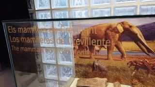 Visita Virtual Al Museo Paleontológico De Elche Con Jurásico Total