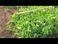 動画で家庭菜園『春…シーズン突入！緑豊かな菜園』2019.3.14