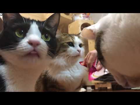 もしも、猫に鼻をかじられたらこんな感じ