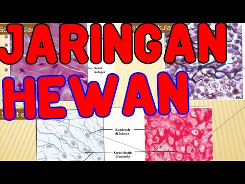 Struktur dan Fungsi jaringan Hewan ( Jenis jaringan pada Hewan Vertebrata, Organ Pada Hewan)