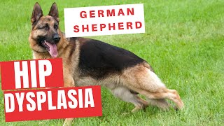 Hip Dysplasia In Shepherd And How Develop It