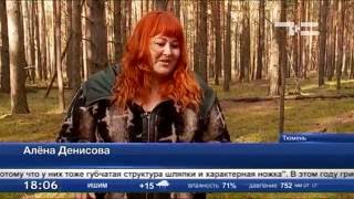 В этом году дикоросами травятся реже В этом году дикоросами травятся реже