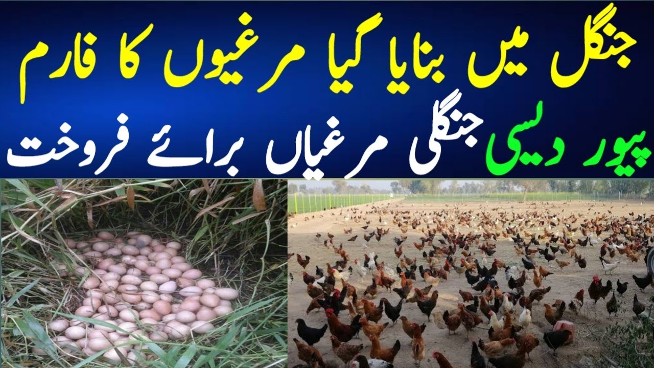 Golden Misri Hen Farming In Pakistan Free Range Chicken Farming golden-misri-hen-farming-in-pakistan-free-range-chicken-farming