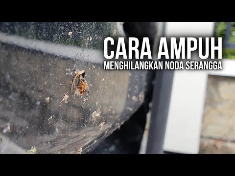 Cara Menghilangkan Noda Serangga | Bug & Tar Remover