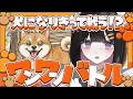 ✧.普段から吠えてる人間が犬になって参戦!│ワンワンバトル