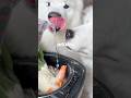 おからの煮物つくったら爆食してくれました！