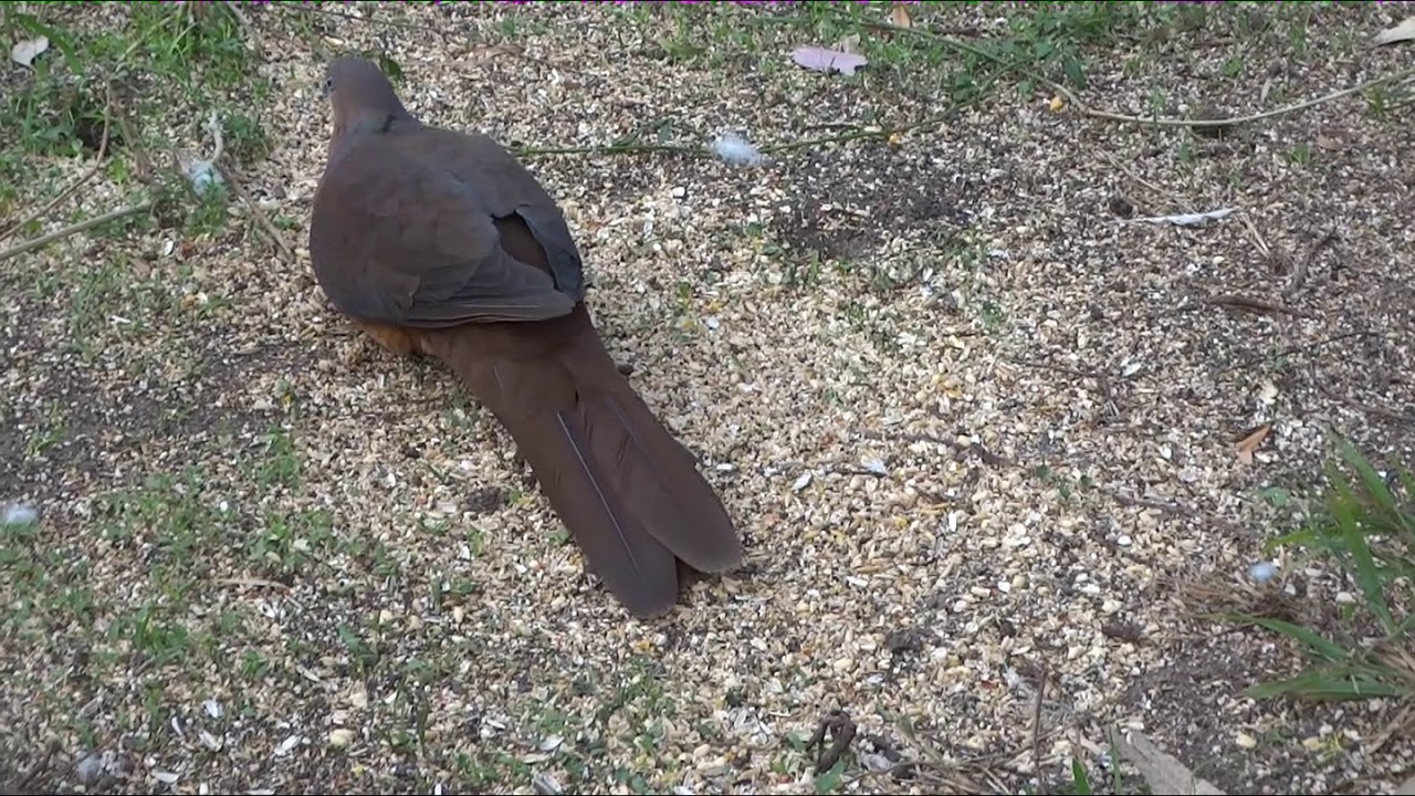 Brown Cuckoo Dove. 