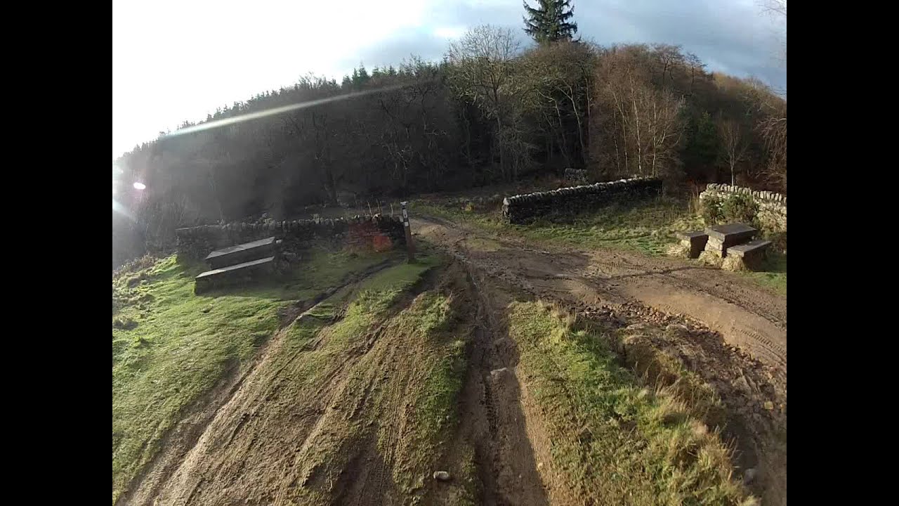 Hamsterly Forest Black