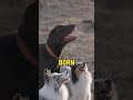 Puppies instinctively understand human pointing gestures