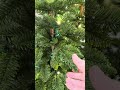 Raz 3.5', 4.5', or 5.5' Pre-Lit Real Feel Fir Christmas Tree on Stand