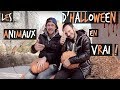 LES ANIMAUX D'HALLOWEEN FEAT CYRUS NORTH -TOOPET
