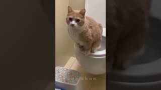 Try Not To Laugh Funny Cats Doing Stupid Things