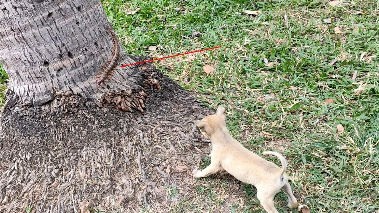 កូនឆ្កែឆ្លាតព្រុសក្អែបយក្ស, My puppy met the Giant​ Centipede, Daily TVlog