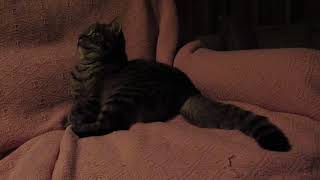 Orchestra  conducting  cat