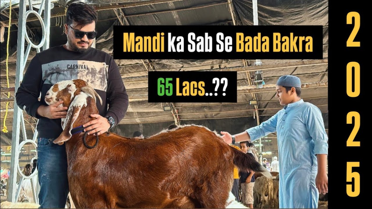 Sachin Mandi 2025 / Surat/Mandi Ka sabse Mehnga Bakra/Adnan Ak Vlogs 