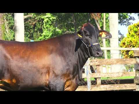 LOTE 202   FELIPA FIV MYTYME SANTA LUZIA   4506CK