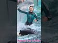 天才シャチ「ラビー」激カワ♥ #Shorts #鴨川シーワールド #シャチ #kamogawaseaworld #orca #killerwhale
