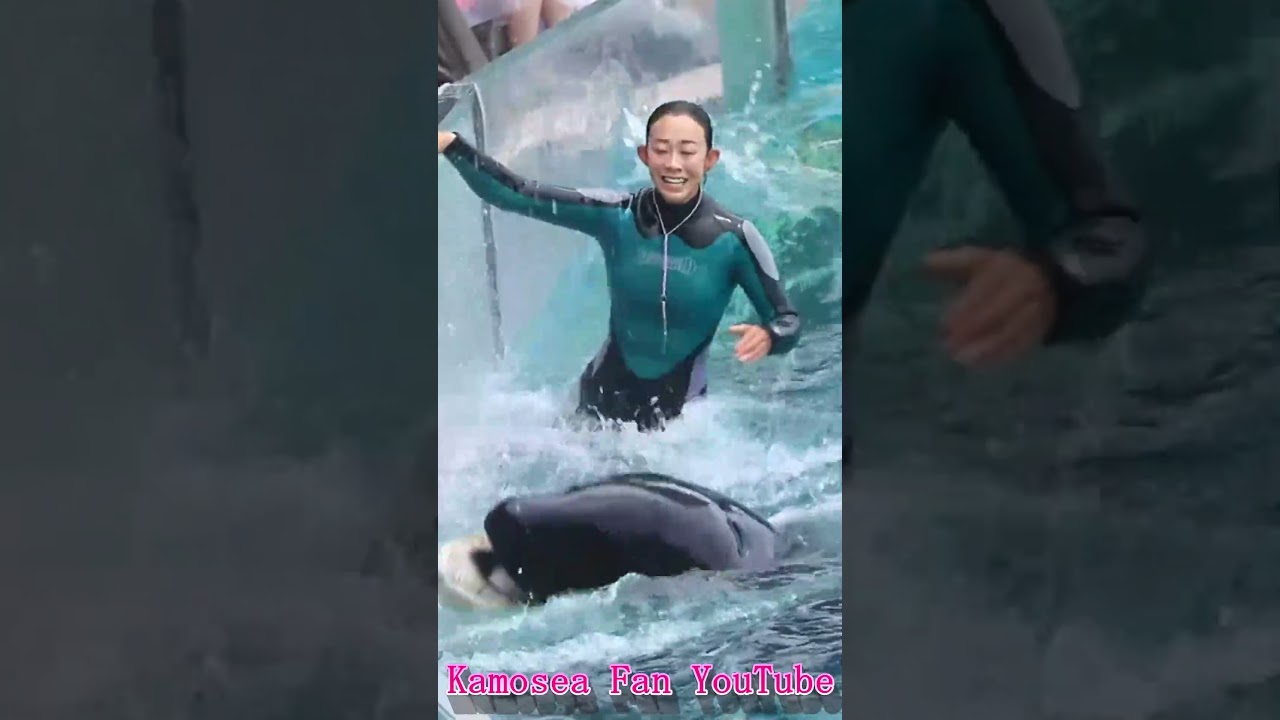 天才シャチ「ラビー」激カワ♥ #Shorts #鴨川シーワールド #シャチ #kamogawaseaworld #orca #killerwhale