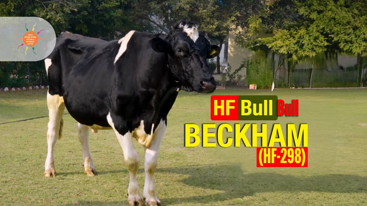 HF Bull BECKHAM (HF-298) | Dam Yield 12408 L | Hisar Bovine Station