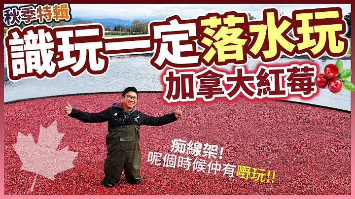 #秋季 特輯 識玩一定落水玩 #加拿大紅莓 #蔓越莓 | 公開收集過程 BC最當造生果之一紅莓 | 帶你睇過百年紅莓檢測機 #CRANBERRY - 天天要聞