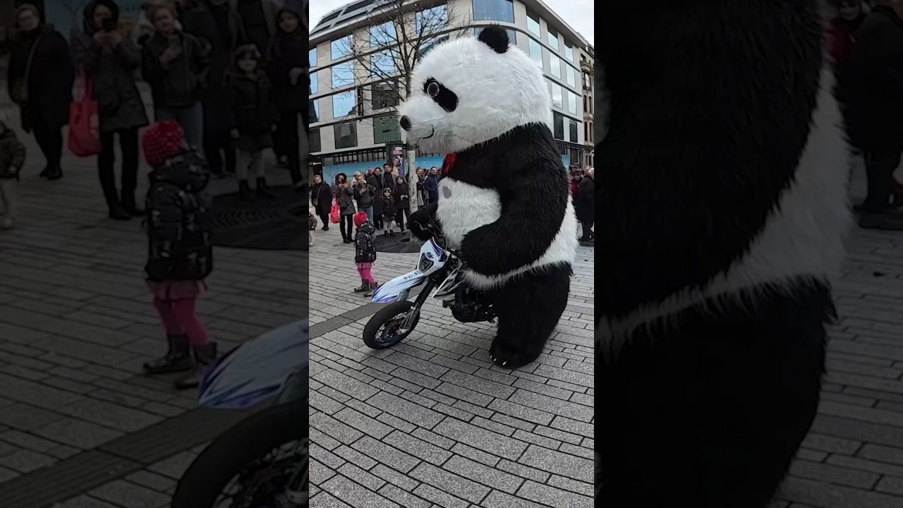 Ich liebe diesen Riesen Panda! 🐼 