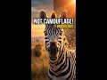 ZEBRA STRIPES AREN’T CAMOUFLAGE… HERE’S WHY #shorts