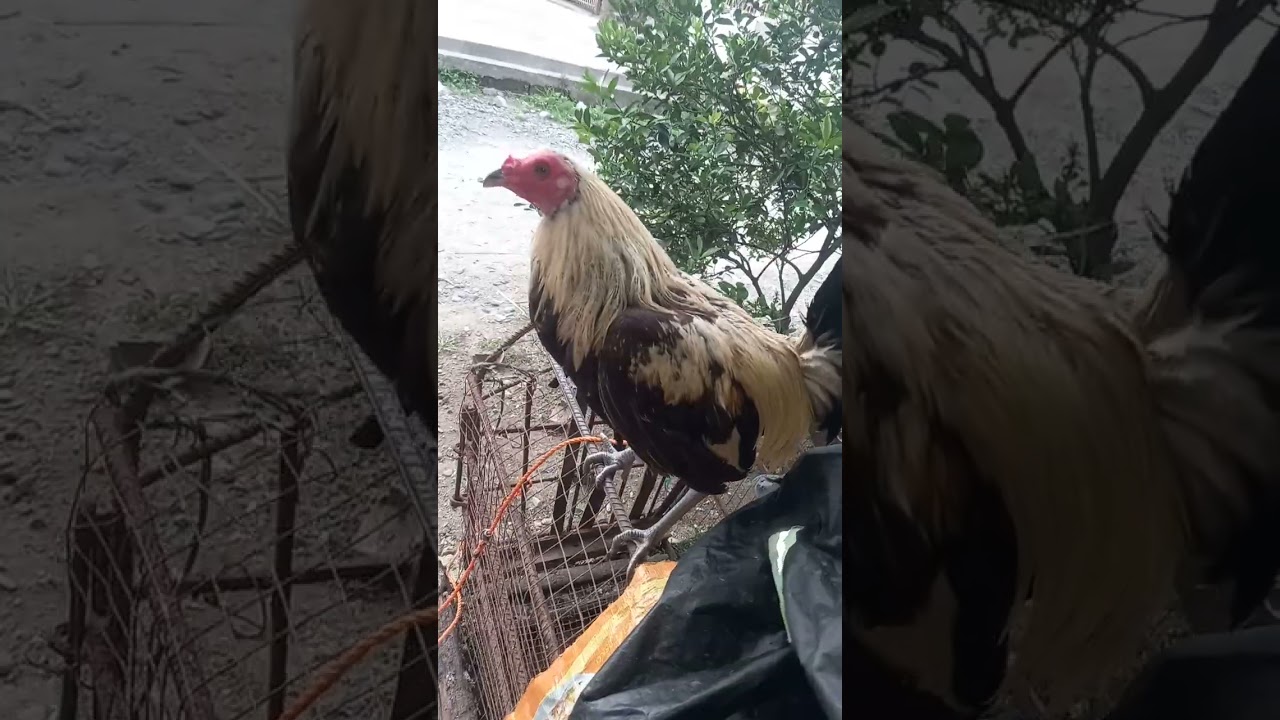 #chicken #hen #rooster #manok #jlcbackyard #youtubeshorts #shorts #breeder #backyardpoultryfarming