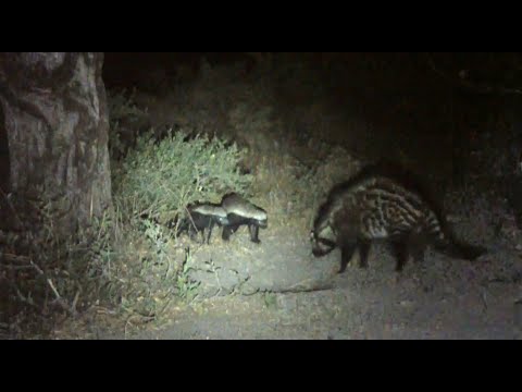 Honey Badgers meet a Civet in Botswana