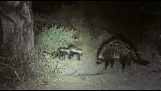 Honey Badgers Meet A Civet In Botswana