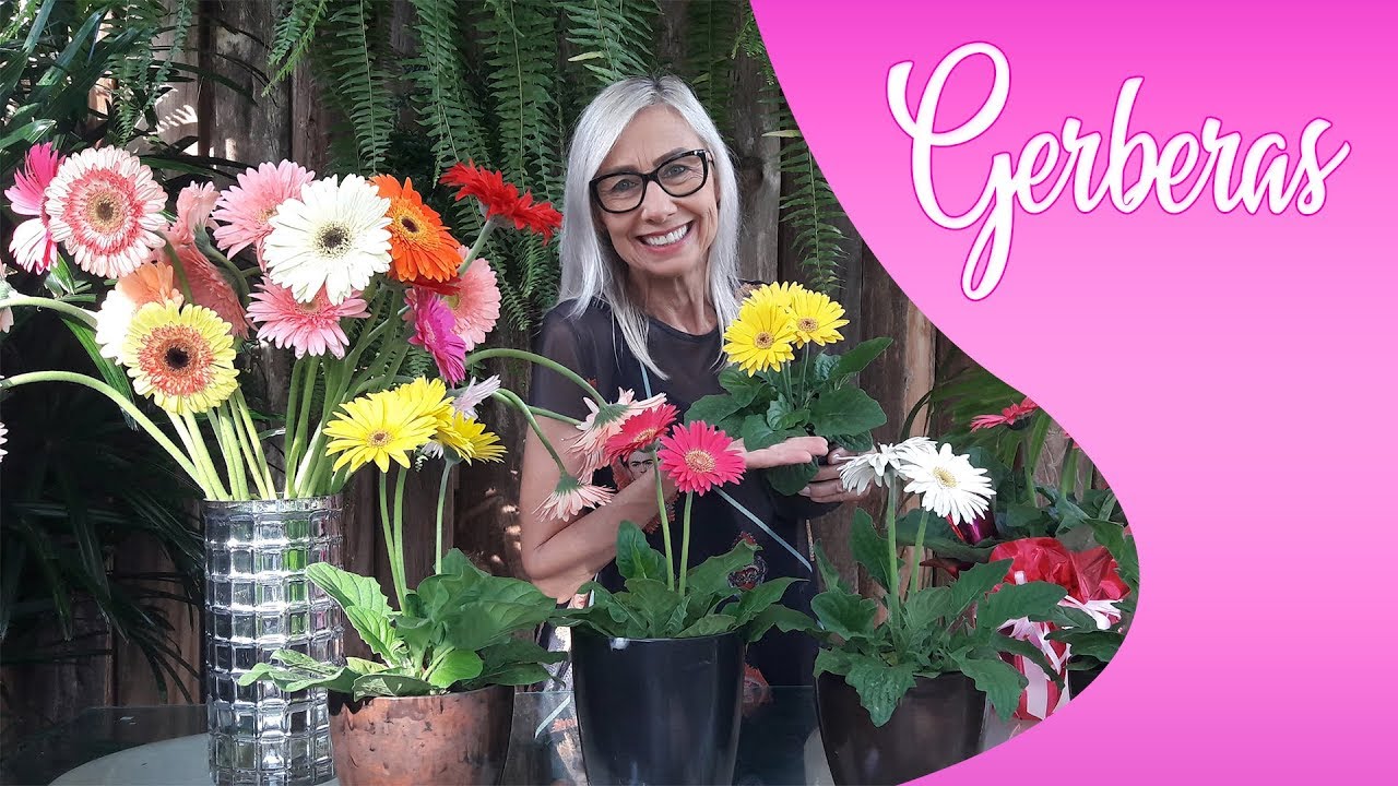 Como cuidar e plantar Gerberas | Flávia Kremer