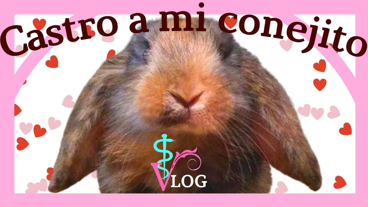 ESTERILIZACIÓN de mi CONEJITO 🐰 | 🟩VLOG 1 | 🟨MI EXPERIENCIA con Terrón