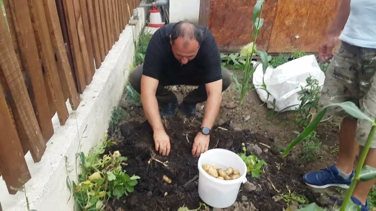 recolta cartofi crescuti in sac