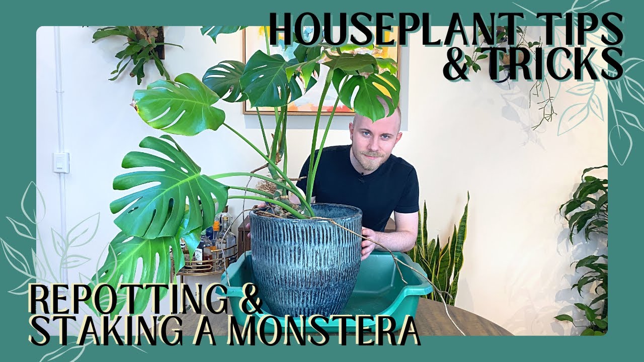 Repotting and Staking My Monstera deliciosa Houseplant Tips & Tricks