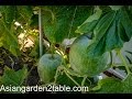 How to grow winter melon （冬瓜）