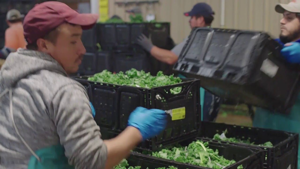 Health Benefits Give Greens A Boost • Baker Farms • Southeast