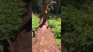 Sequoia tree that fall. On a his vรญdeo you can see how tall it once stood