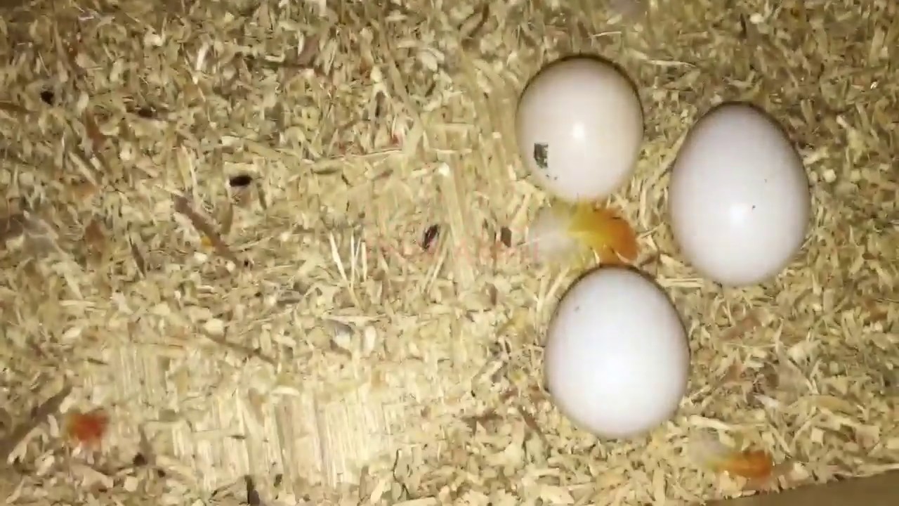 Red factor Sun conure with eggs YouTube