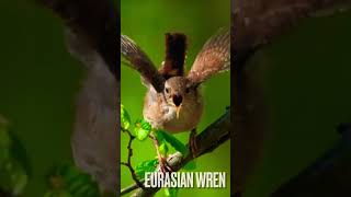 Download Lagu The Eurasian wren (Troglodytes troglodytes) MP3