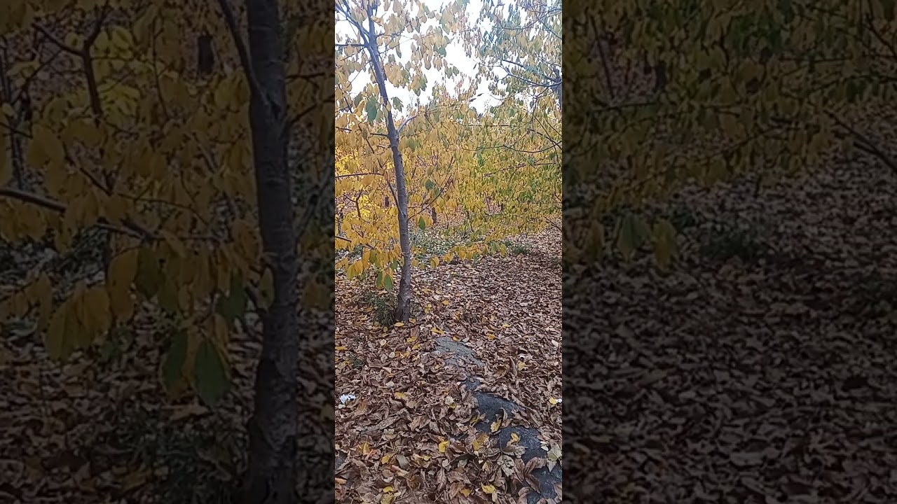 Beautiful relaxing garden || 2024