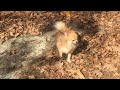 Best Bigfoot Dog?