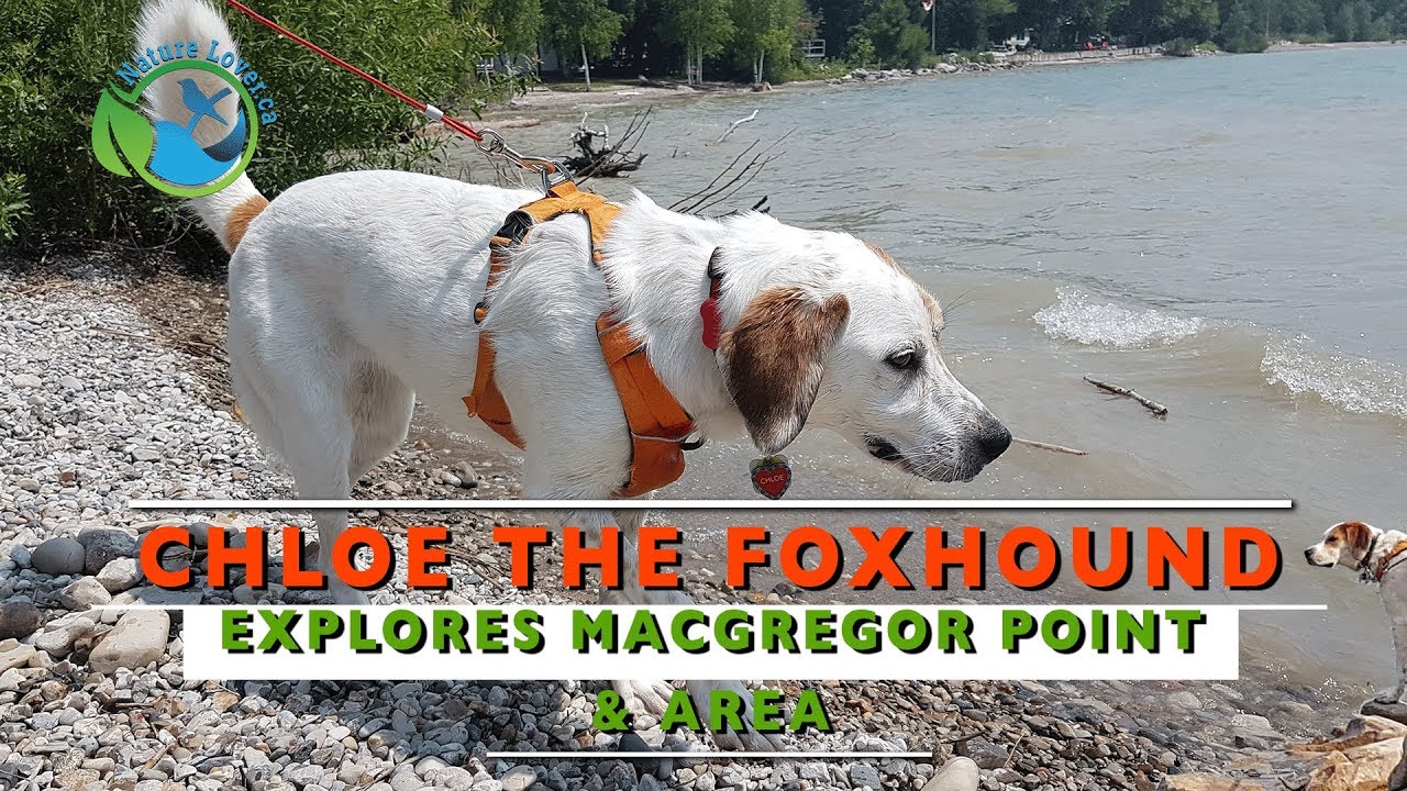 Distracting An Anxious Dog On A 1 Week Camping Trip - Chloe the Foxhound Series