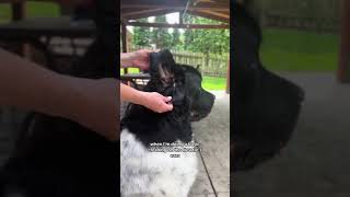 Caring For Your Newfoundland’s Ears