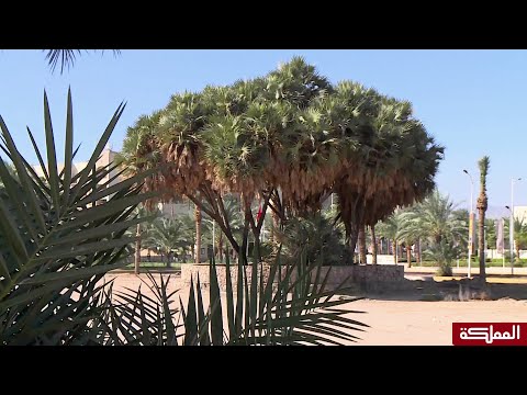 نخيل الدوم شجرة نادرة في العقبة