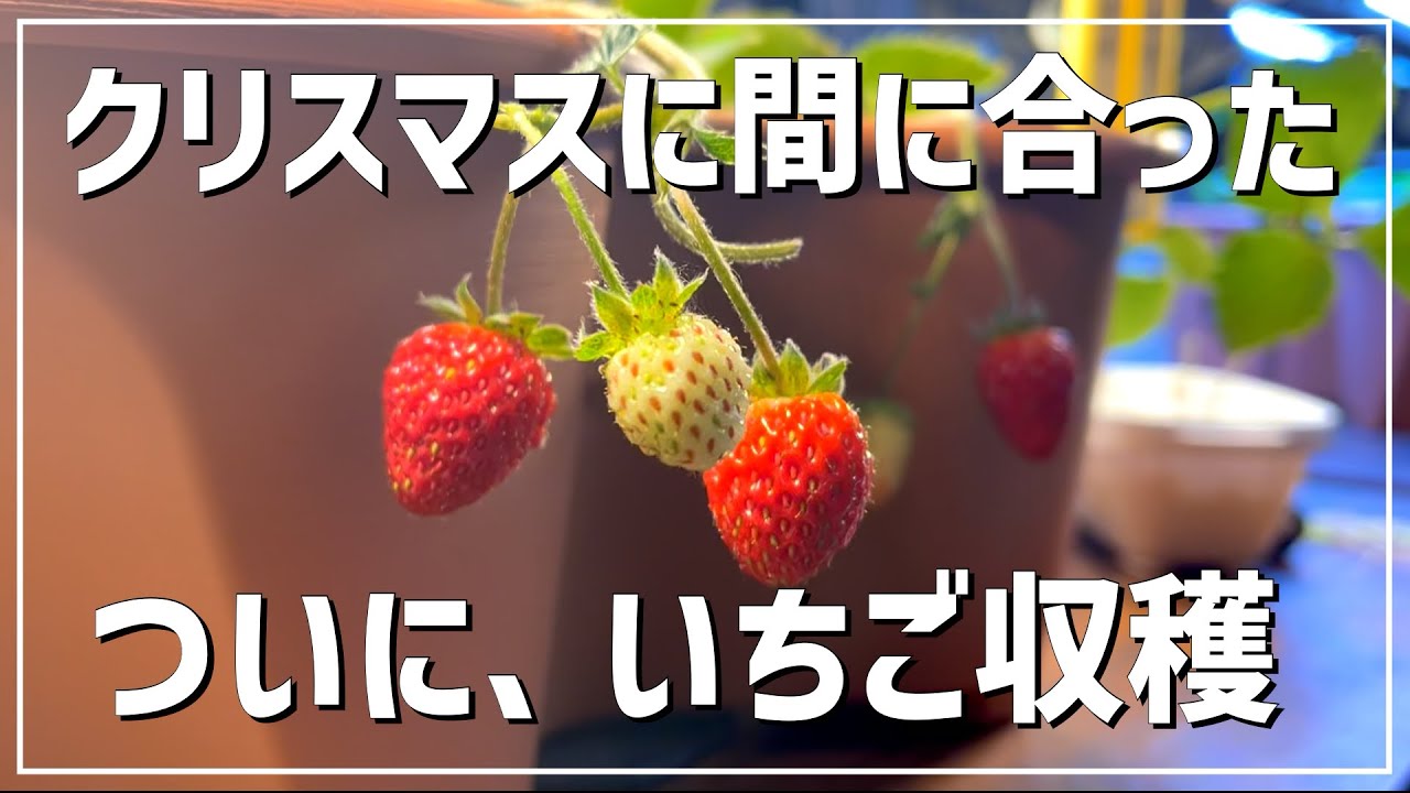 クリスマスを楽しむには赤肉りんご、いちご 章姫 脱粒 クイーン