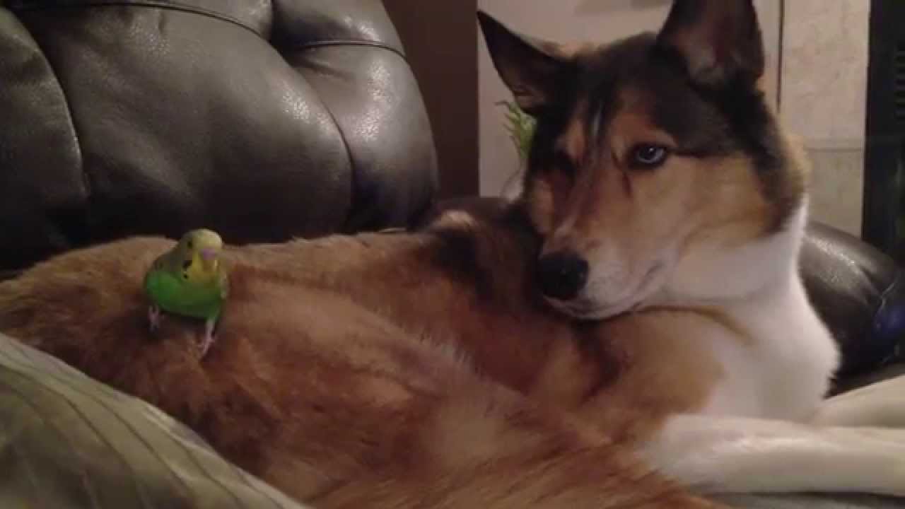 Dog vs. Bird... YouTube